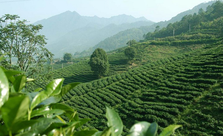 Tea Mountain Plantation Tree Buds Leafs