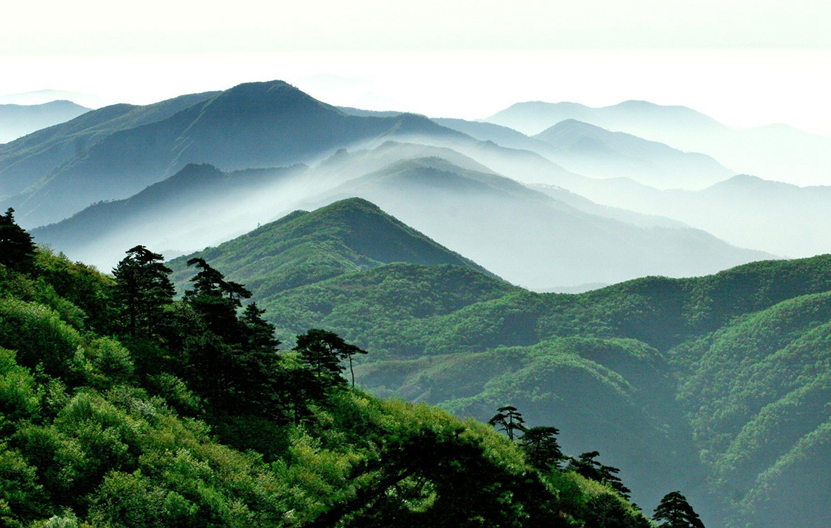 Té verde ecológico Tian Mu Qing Ding