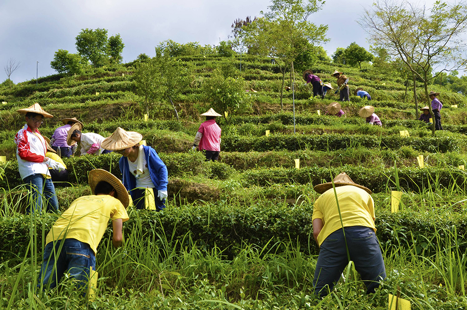 Weeding and Fertilizer on Tea Mountain