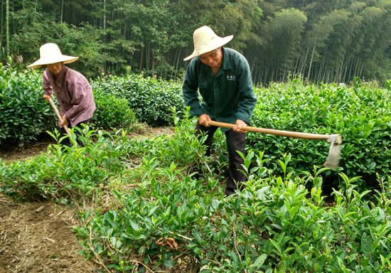 Weeding on Tea Garden