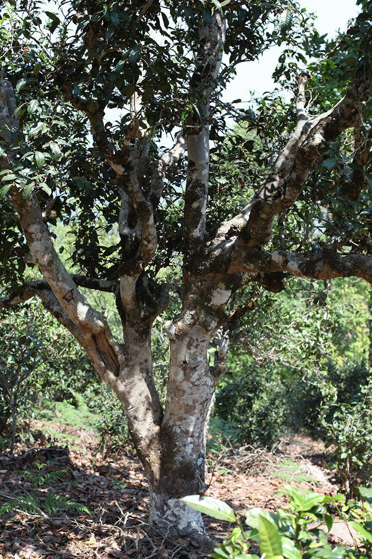 Organic White Pekoe Silver Needle Tea YiBei Organic Tea Online