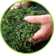 Caoqing Green Tea Making Process - Detachment