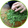 Caoqing Green Tea Making Process - Rolling