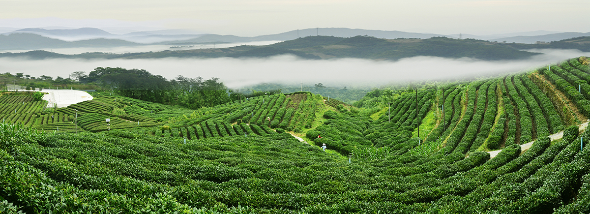 Ecological Tea Plantation