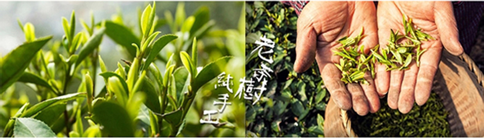 Longjing Buds Picking Up by Hand