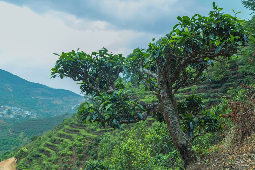 Organic Ecological Tea Tree