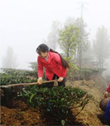 Organic Tea Cultivating-02