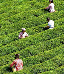 Organic Tea Picking-05
