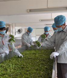 Organic Tea Processing-06