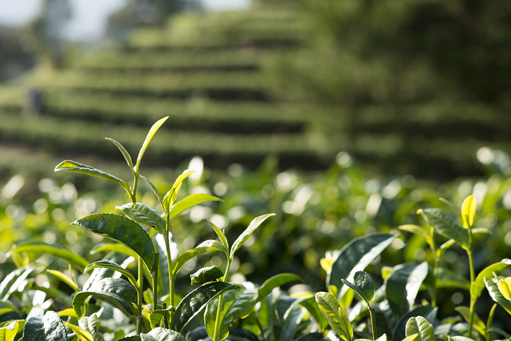 Tea Leafs in Organic Tea Garden