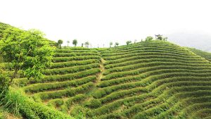 EFOOFAN Organic Tea Plantation