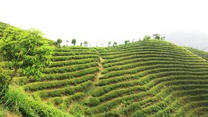 EFOOFAN Organic Tea Plantation EFOOFAN Organic Tea Plantation