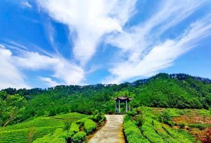 The Organic Tea Plantation of Tian Mu Moutain Valley The Organic Tea Plantation of Tian Mu Moutain Valley