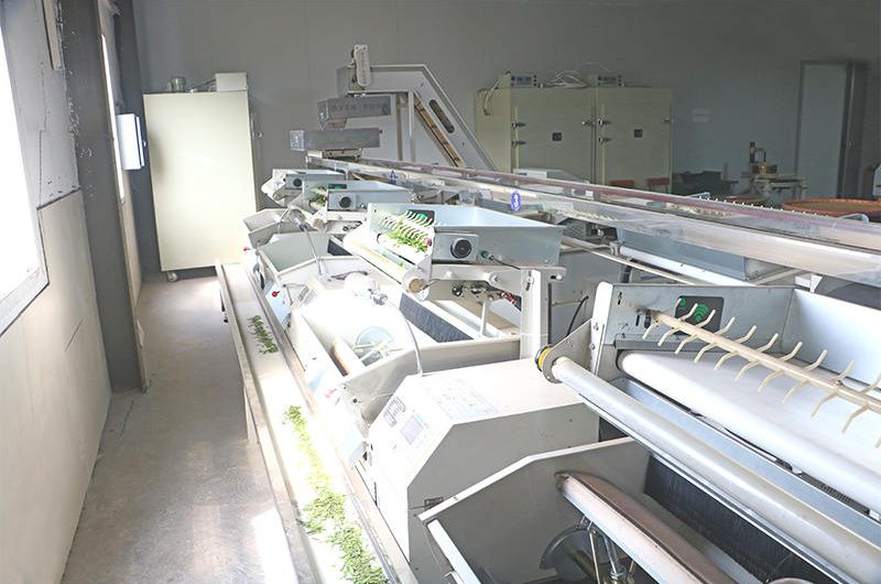 Organic Tea Production Line