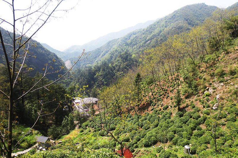 Organic Tea Plantation