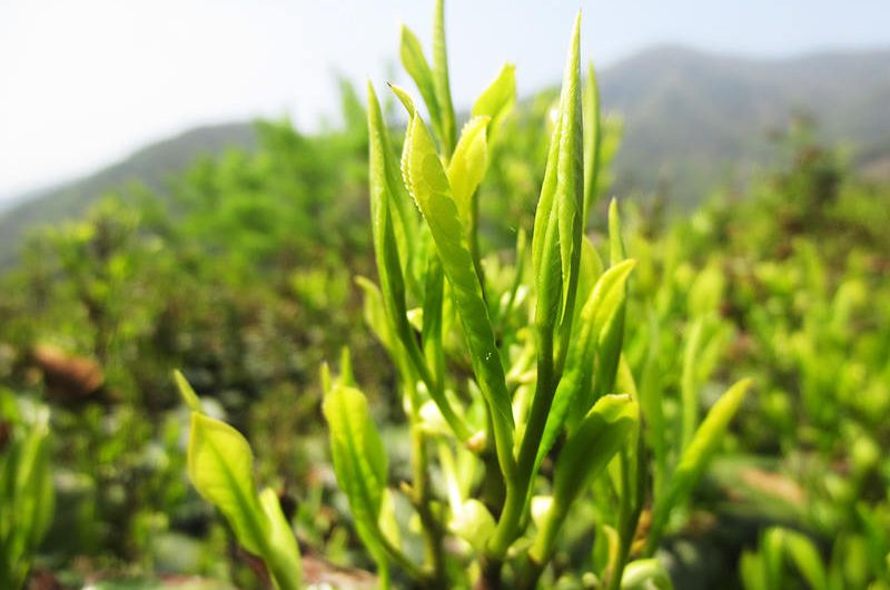 Organic Tea Plantation