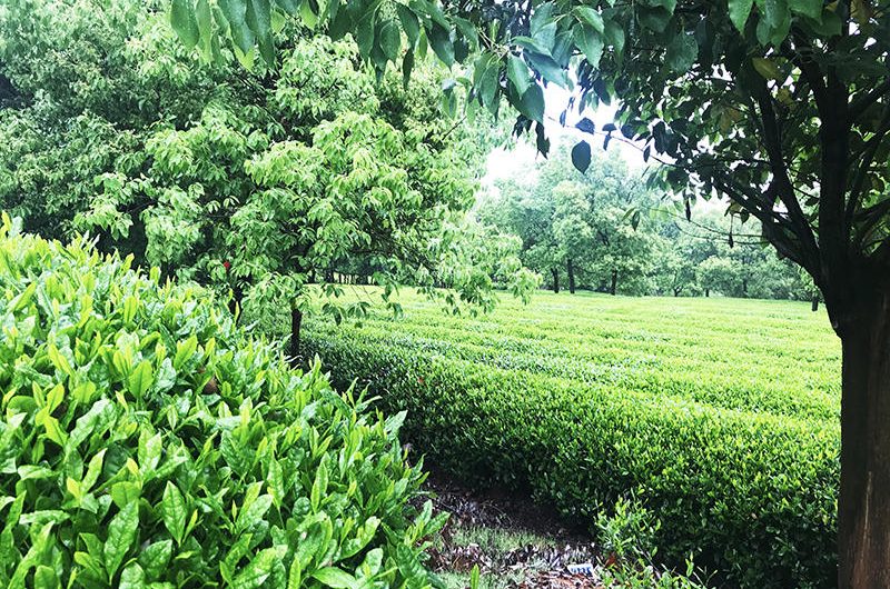 Organic Tea Plantation