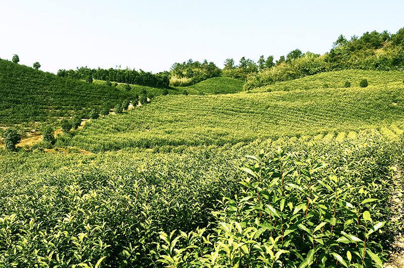 Organic Tea Plantation