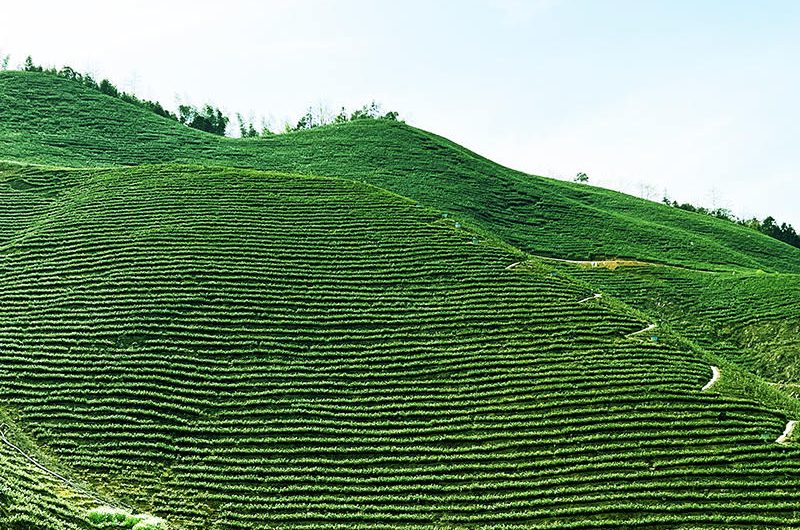 Organic Tea Plantation