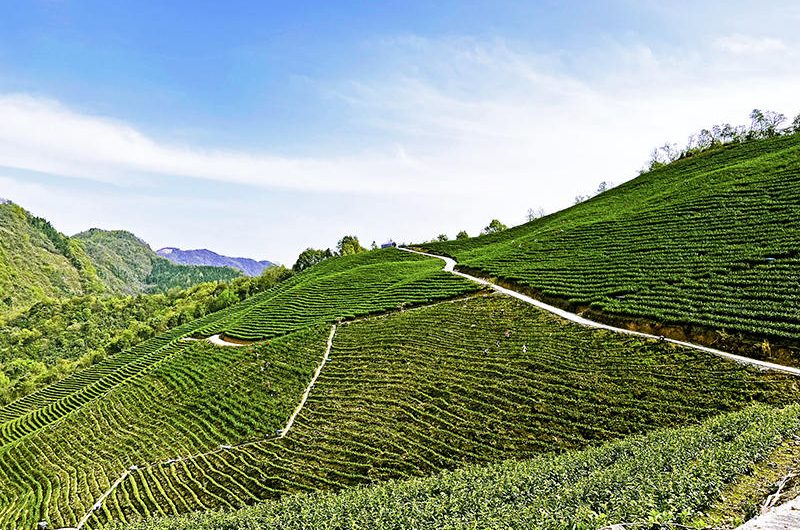Organic Tea Plantation