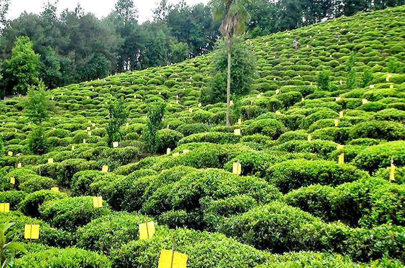 Organic Tea Plantation