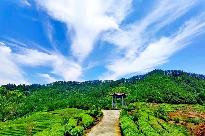 Organic Tea Plantation