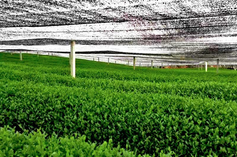 Organic Tea Plantation