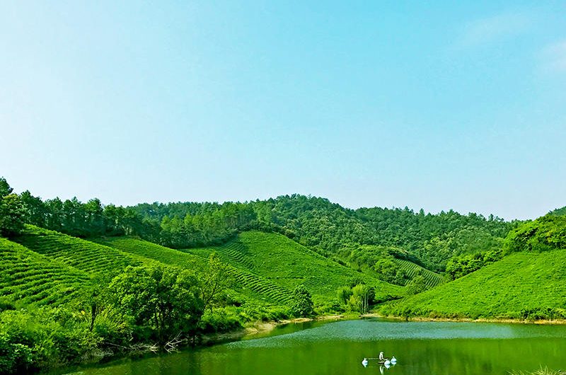 Organic Tea Plantation