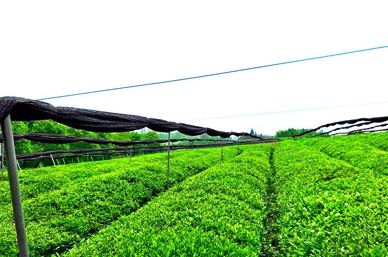 Organic Tea Plantation