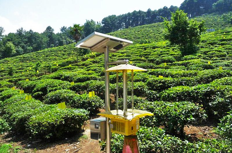 Organic Tea Plantation