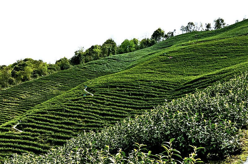 Organic Tea Plantation